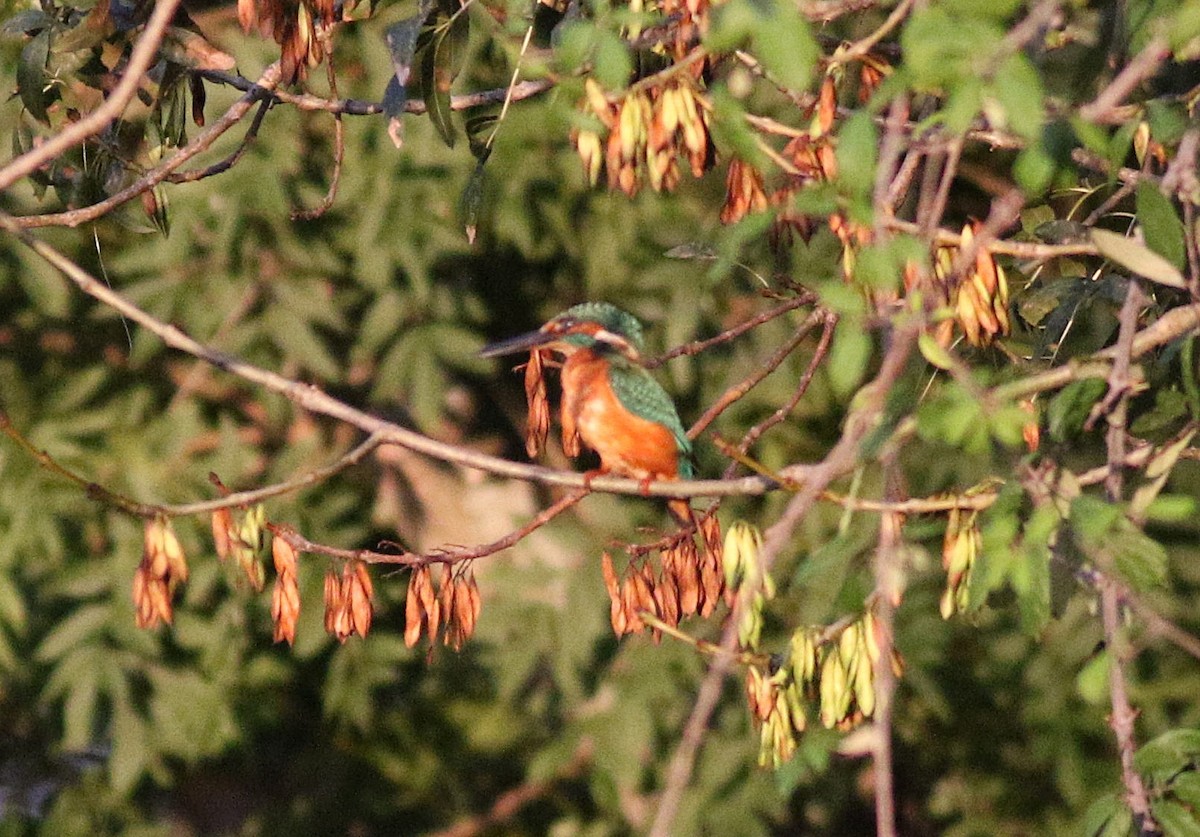 Common Kingfisher - Miguel García