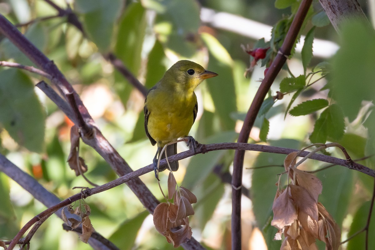 Western Tanager - Brian  Faulkner