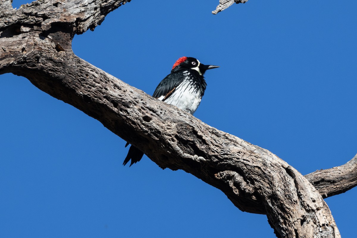 Acorn Woodpecker - ML608653124