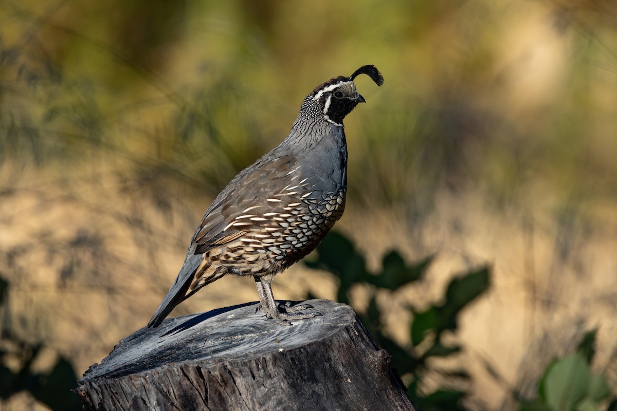 California Quail - ML608653135