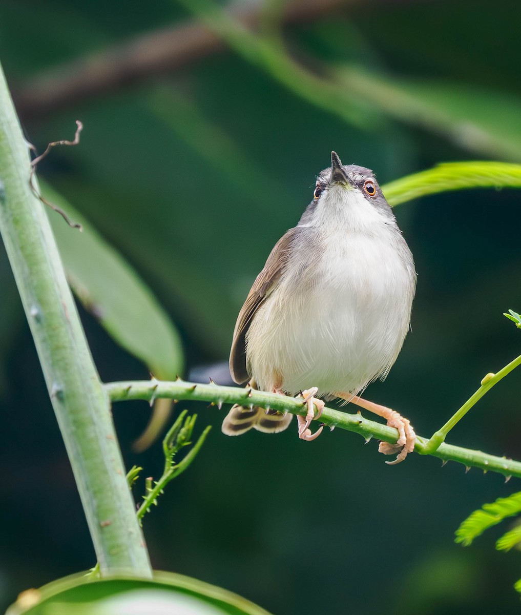 Rufescent Prinia - ML608653185