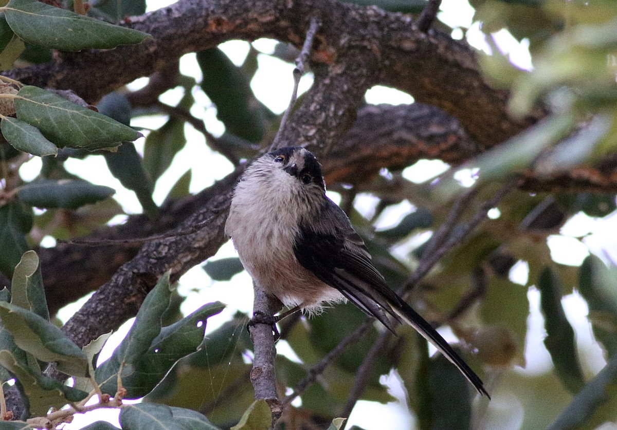 Long-tailed Tit - ML608653198