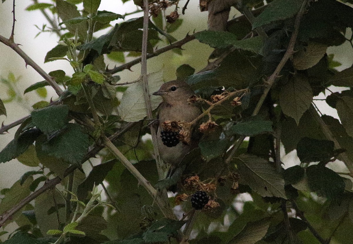 Garden Warbler - ML608653220