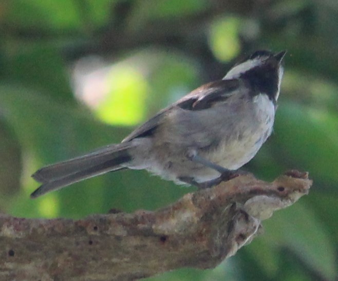 Chestnut-backed Chickadee - ML608653293