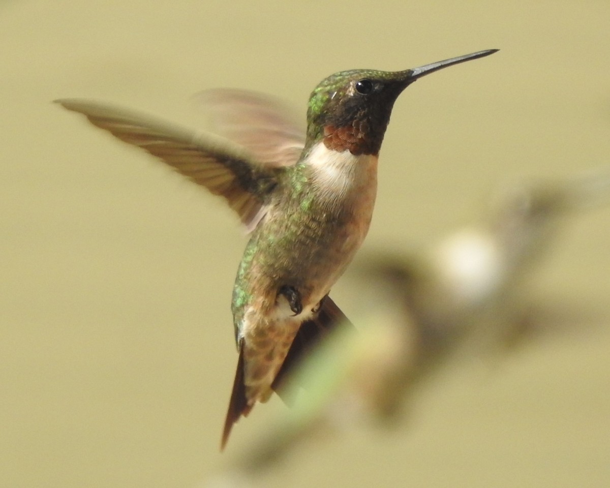 Ruby-throated Hummingbird - ML608653367