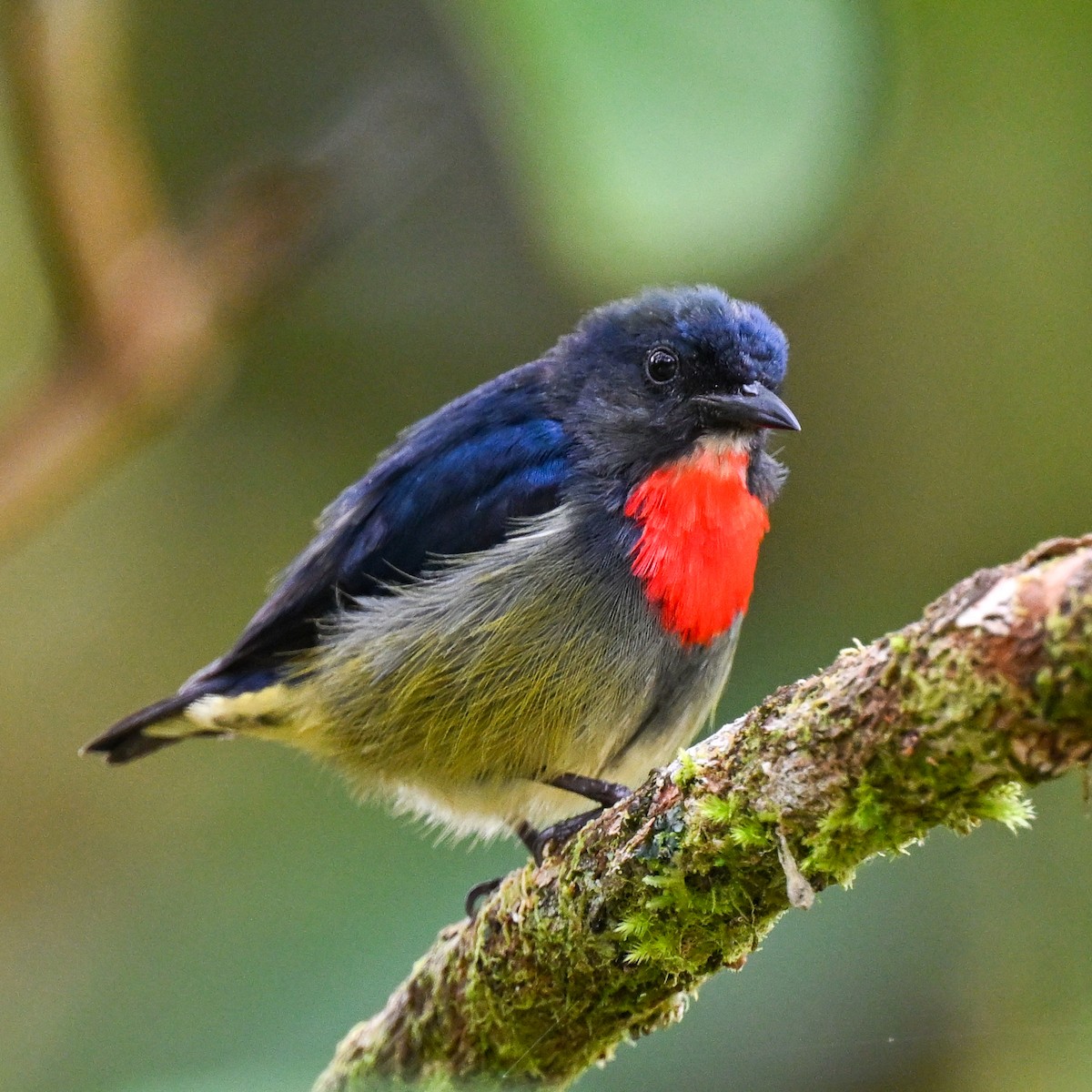 Black-sided Flowerpecker - ML608653409