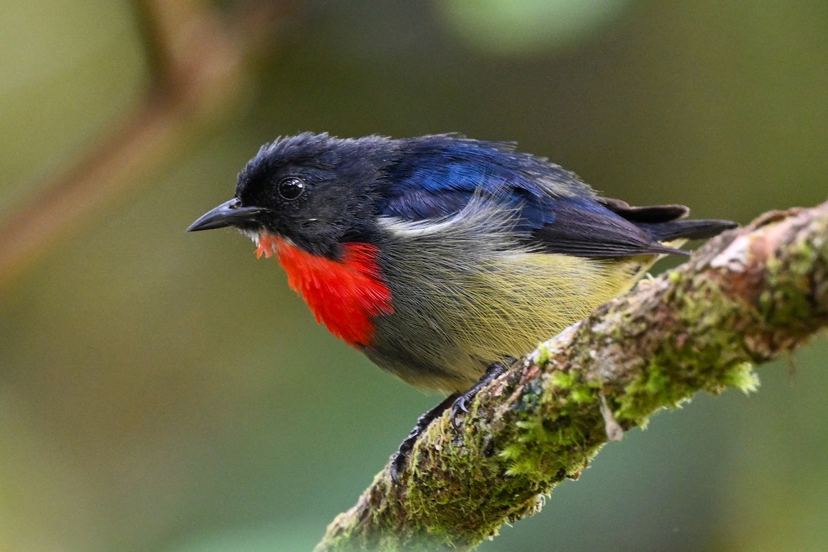 Black-sided Flowerpecker - ML608653410