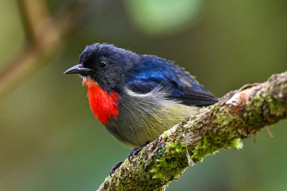 Black-sided Flowerpecker - ML608653411