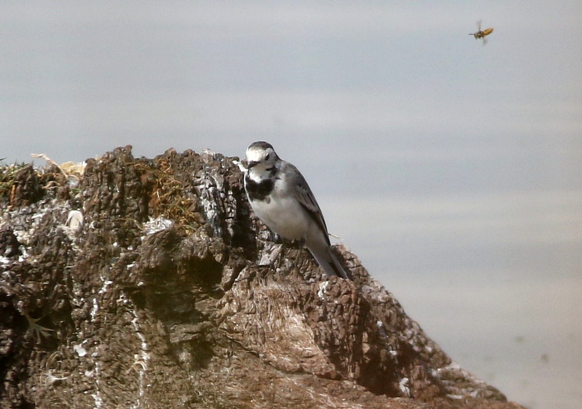 White Wagtail - ML608653414