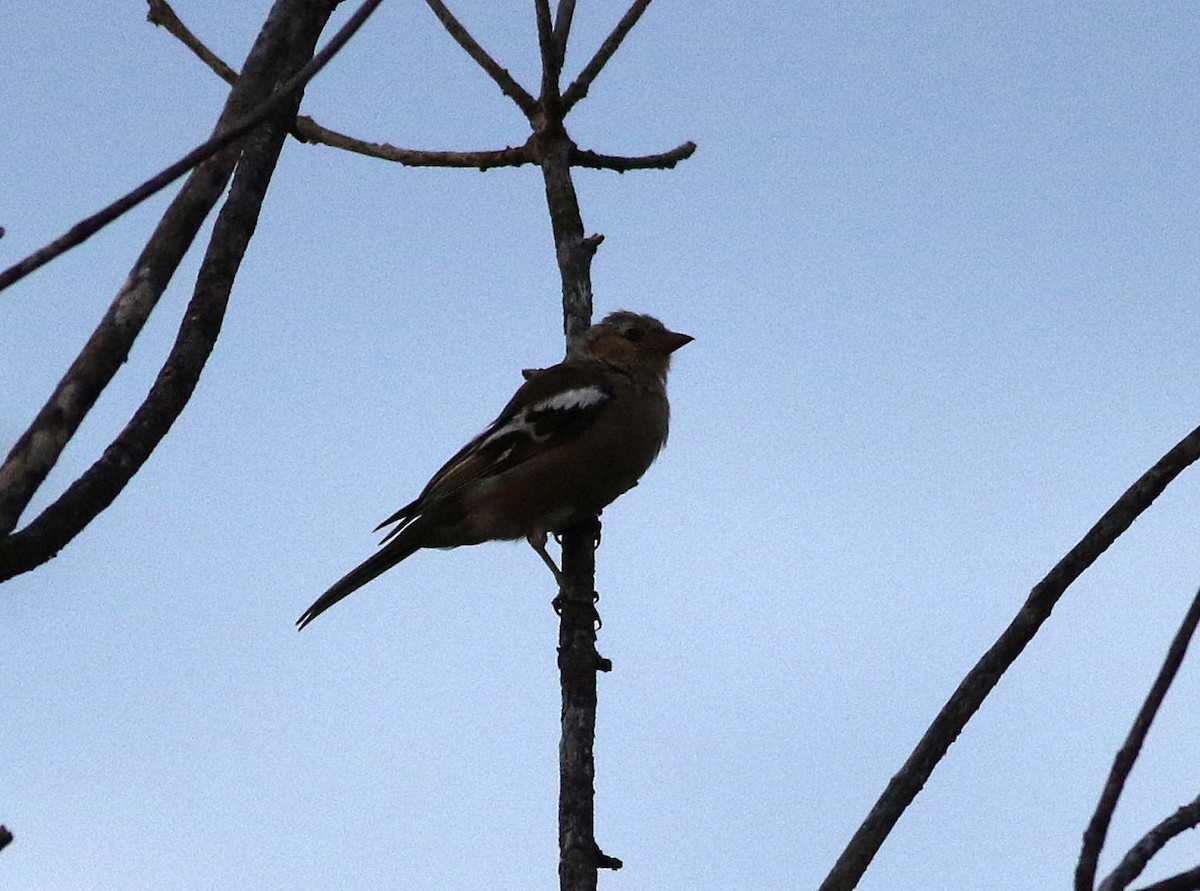 Common Chaffinch - ML608653432