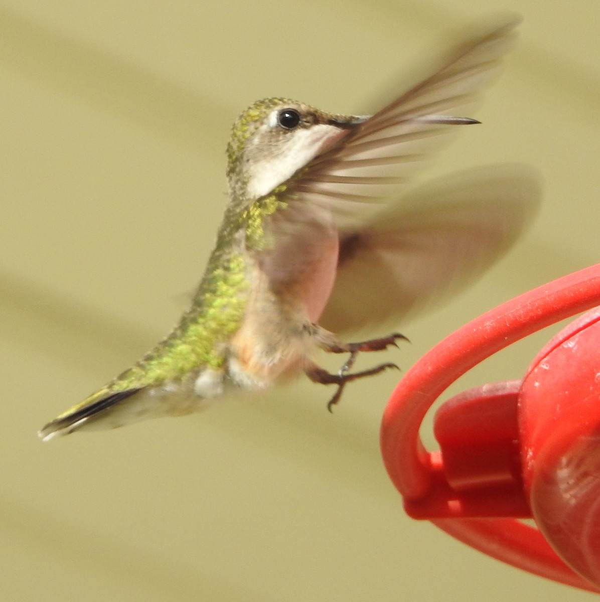 Ruby-throated Hummingbird - ML608653481