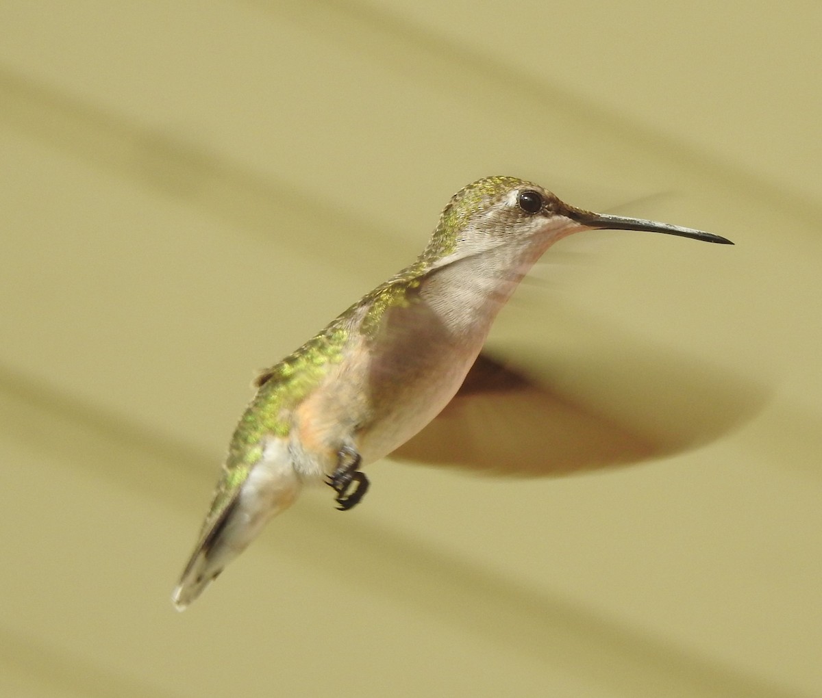 Colibri à gorge rubis - ML608653482