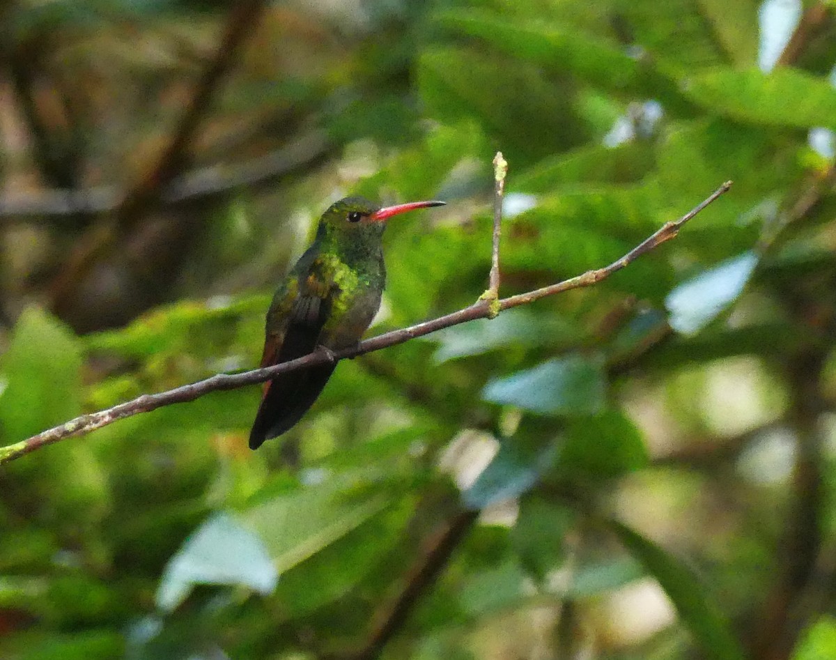 Rufous-tailed Hummingbird - Alain Sylvain