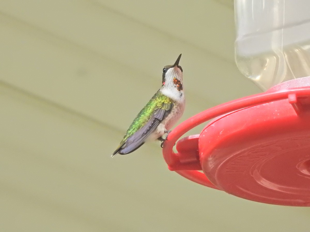 Colibri à gorge rubis - ML608653574