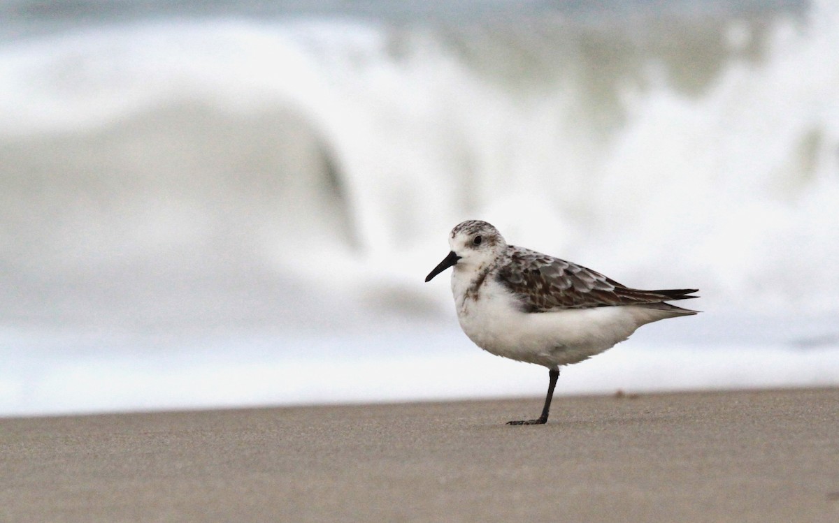 Bécasseau sanderling - ML608653636