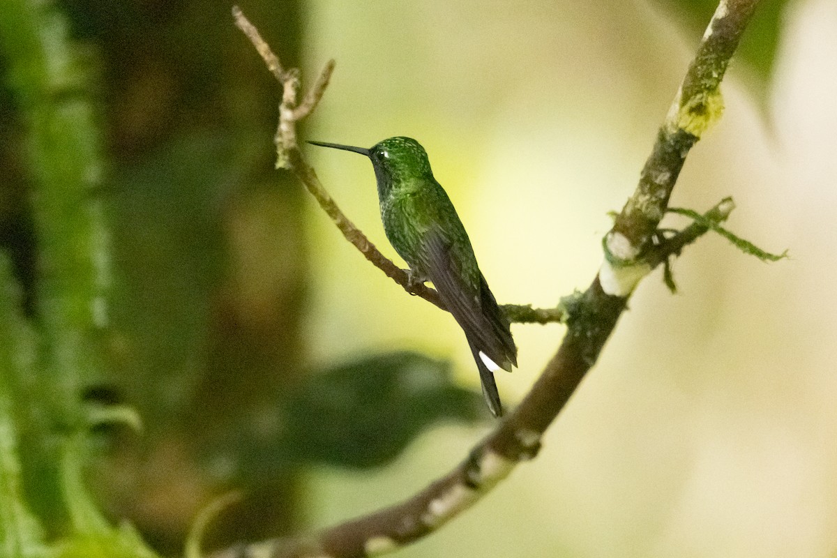 Rufous-vented Whitetip - John Faber