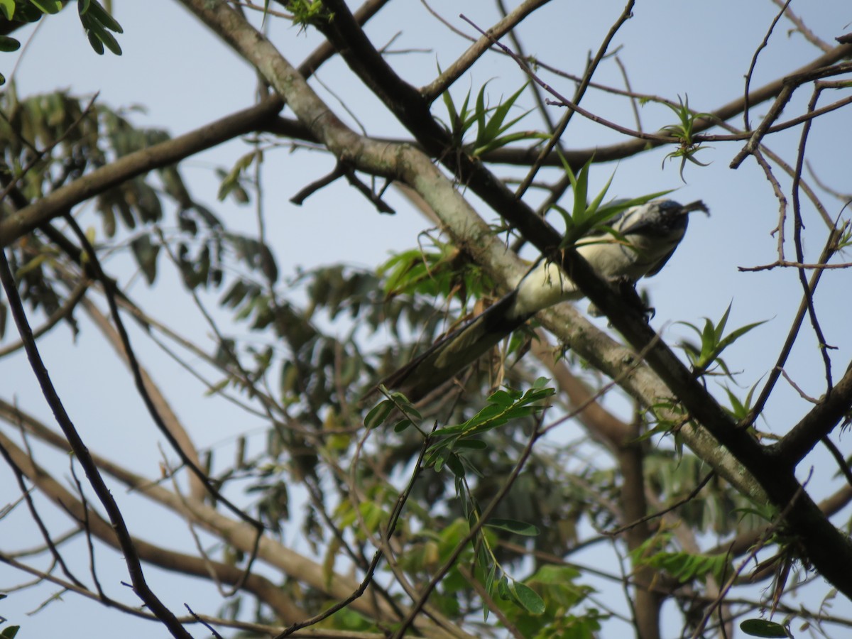 White-throated Magpie-Jay - ML608653733