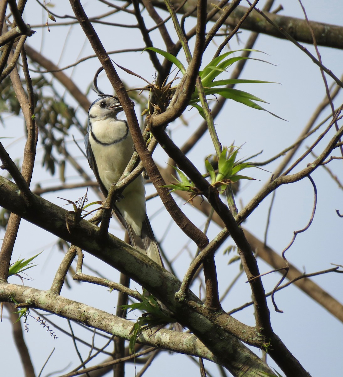 White-throated Magpie-Jay - ML608653734