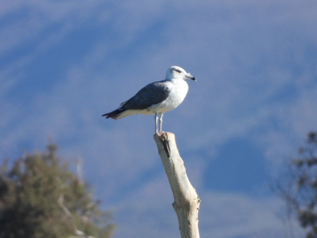 小黑背鷗 - ML608653755