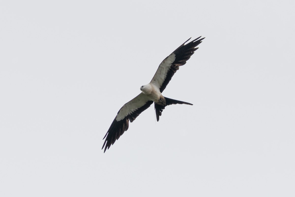 Swallow-tailed Kite - John Faber