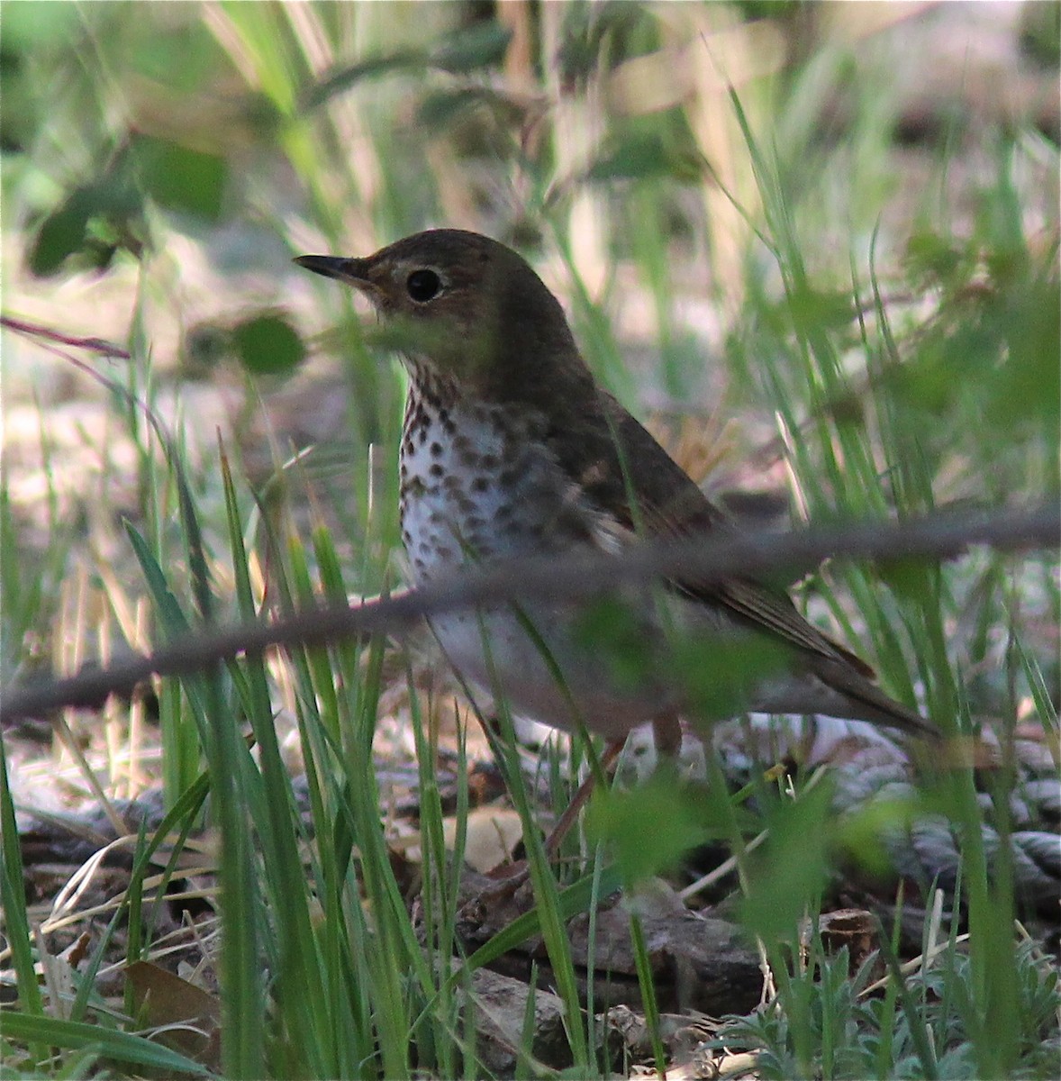 Swainson's Thrush - ML608653802
