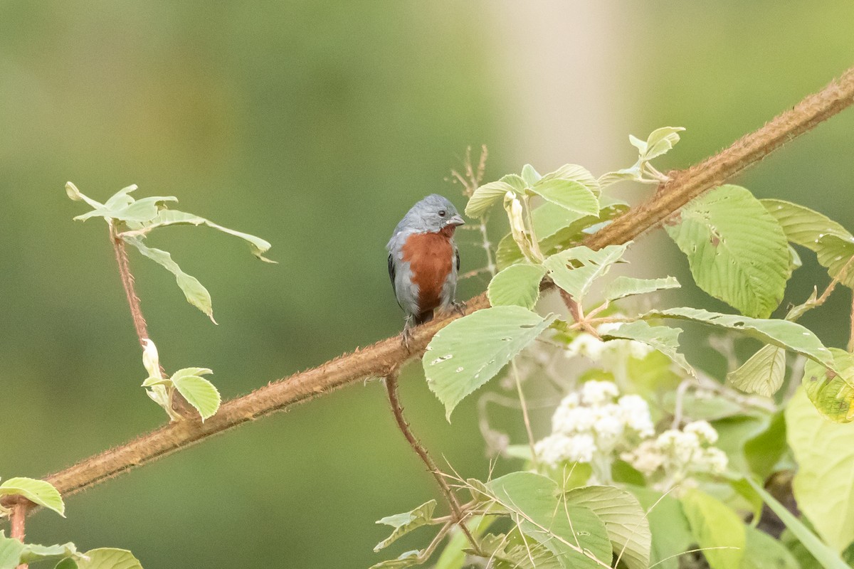 Chestnut-bellied Seedeater - ML608653805