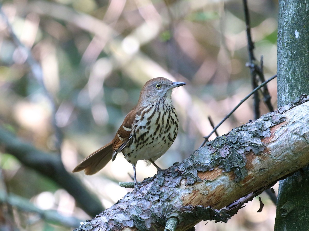 Brown Thrasher - ML608653812