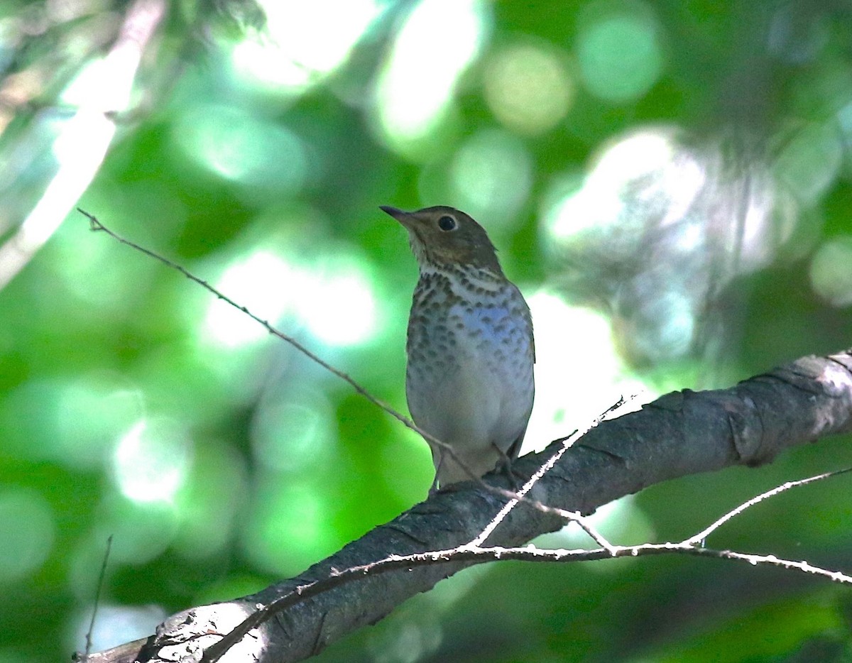 Swainson's Thrush - ML608653822