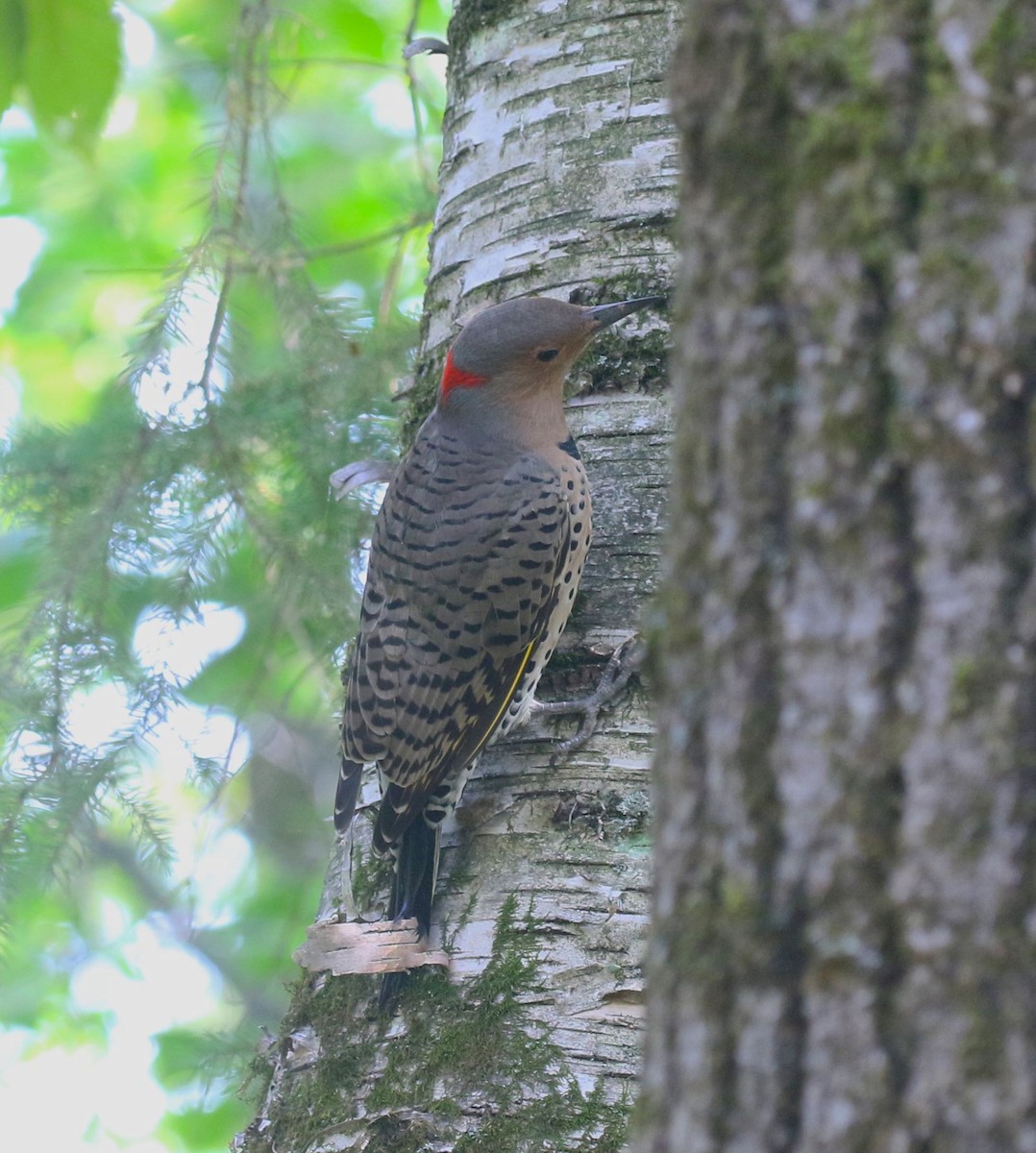 Northern Flicker - ML608653843