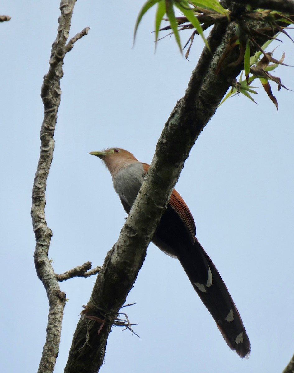 Squirrel Cuckoo - ML608653877