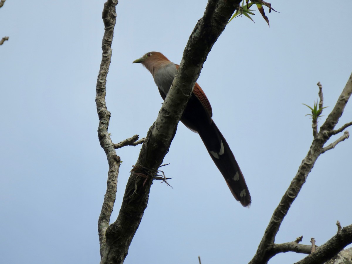 Squirrel Cuckoo - ML608653878