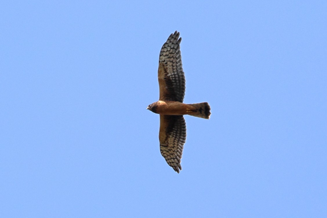 Northern Harrier - ML608653902