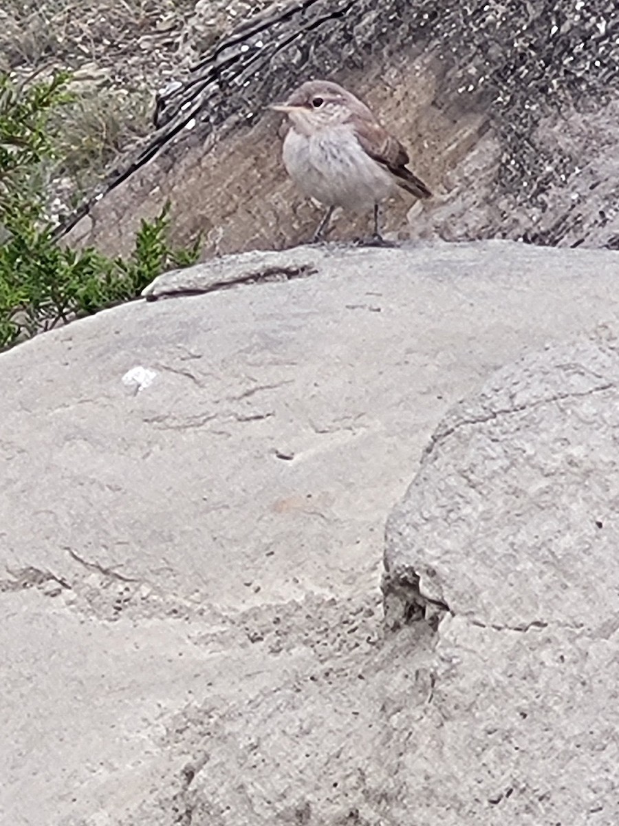 Rock Wren - ML608653932