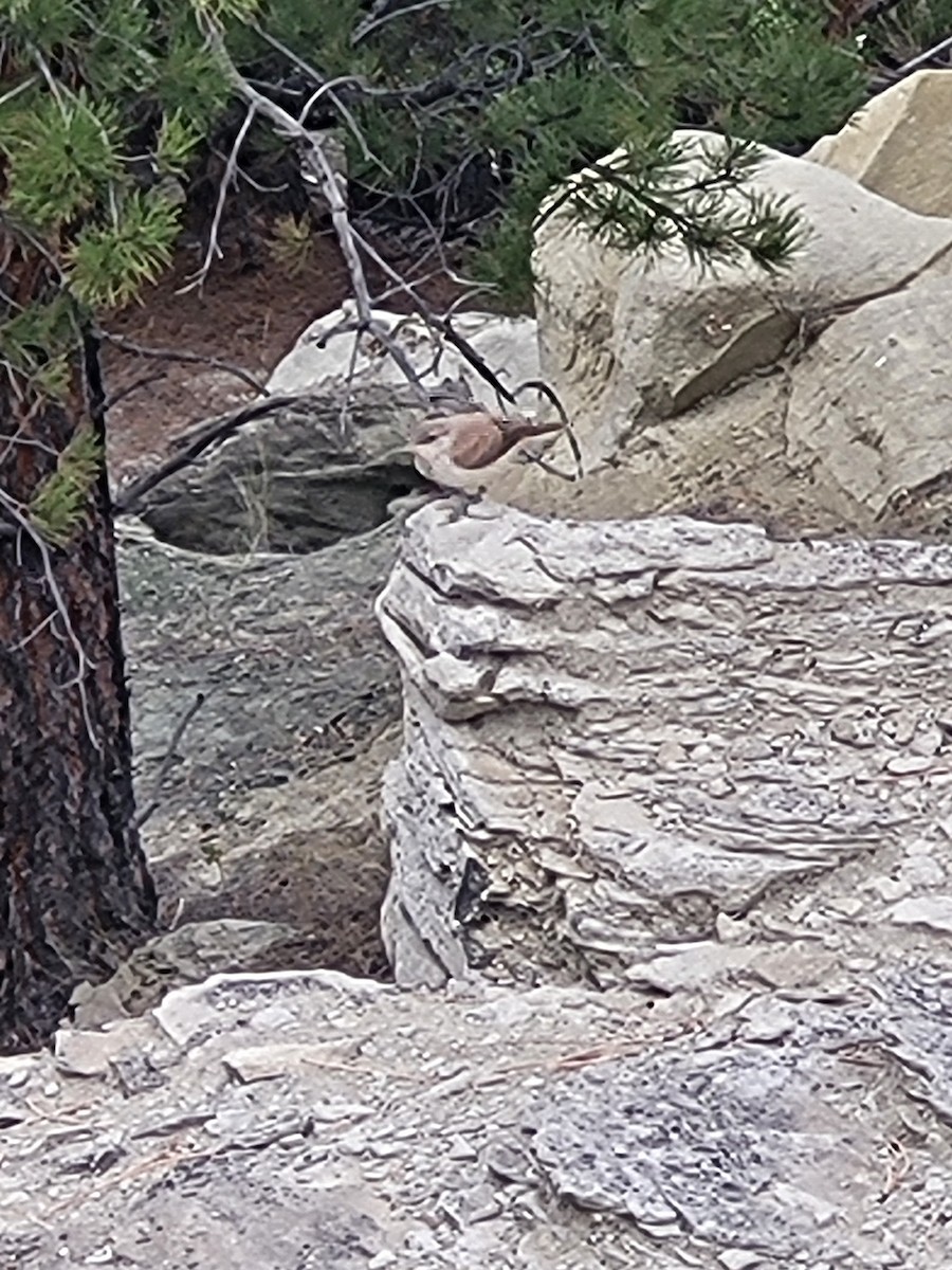 Rock Wren - ML608653935