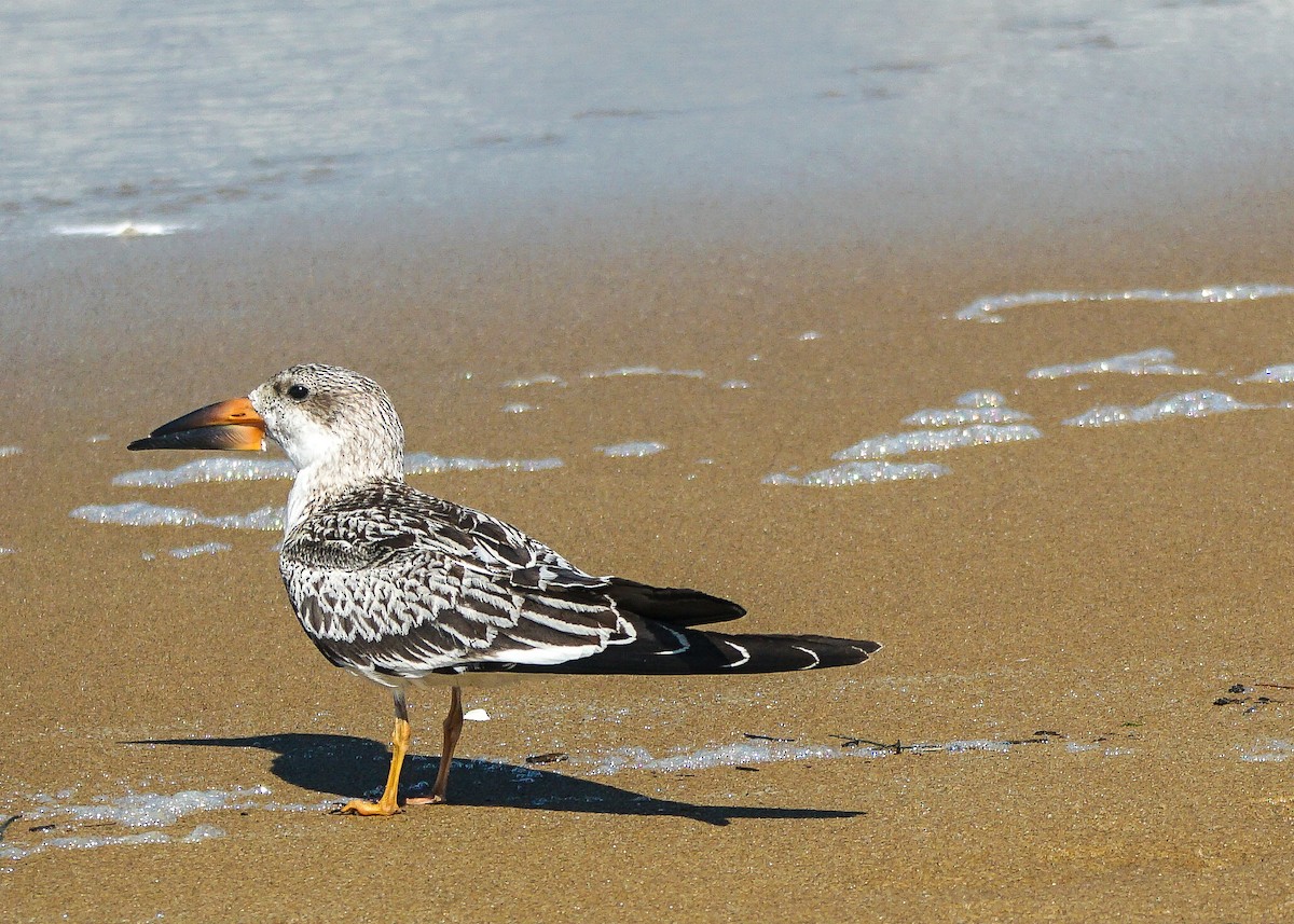 Black Skimmer - ML608653994