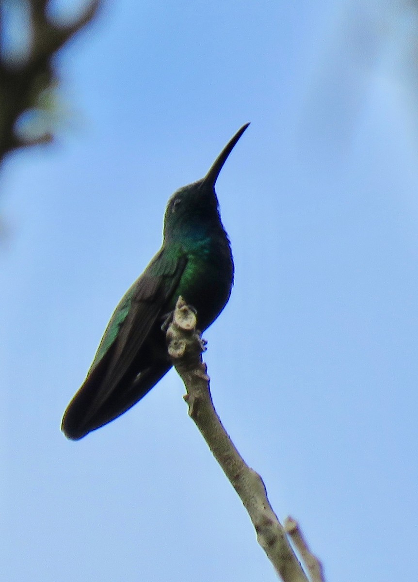 Green-breasted Mango - ML608654006