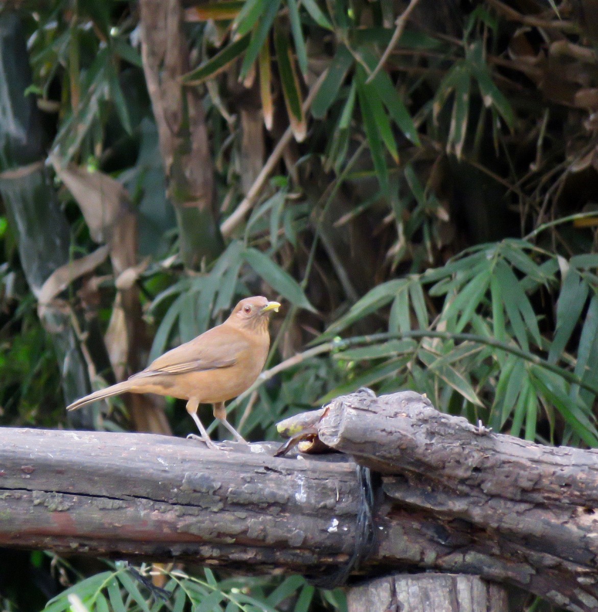 Clay-colored Thrush - ML608654155