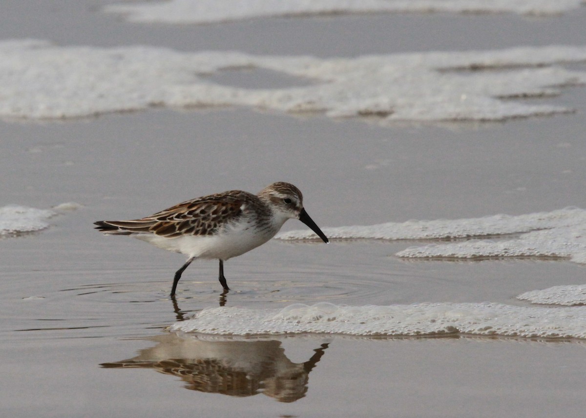 Western Sandpiper - Mike  Hudson