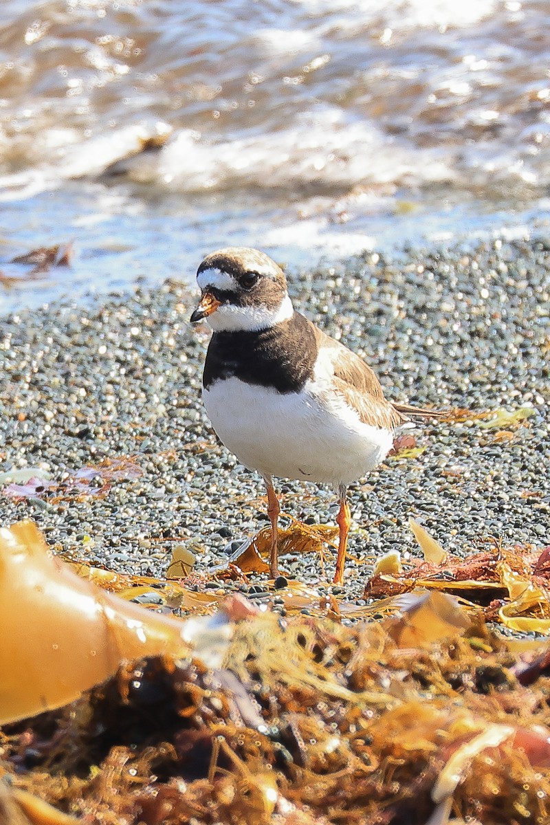 Common Ringed Plover - ML608654186