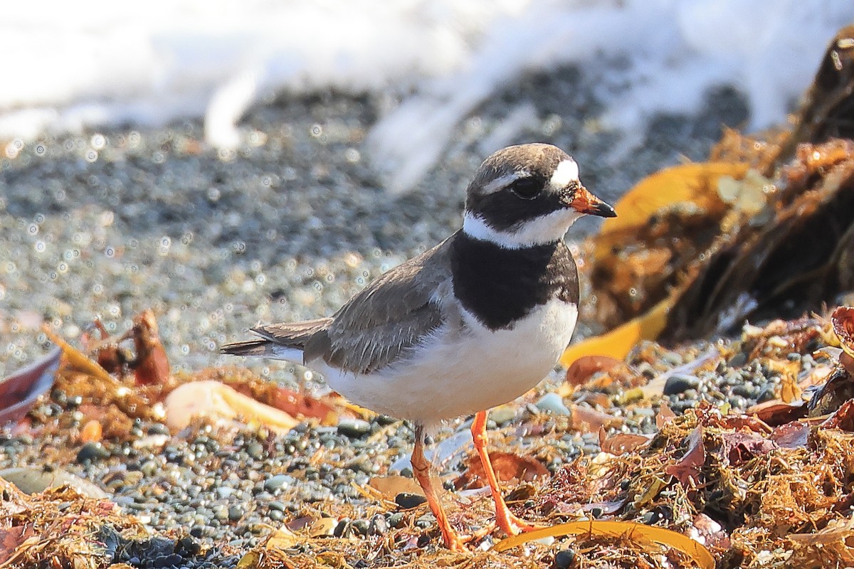 Common Ringed Plover - ML608654187