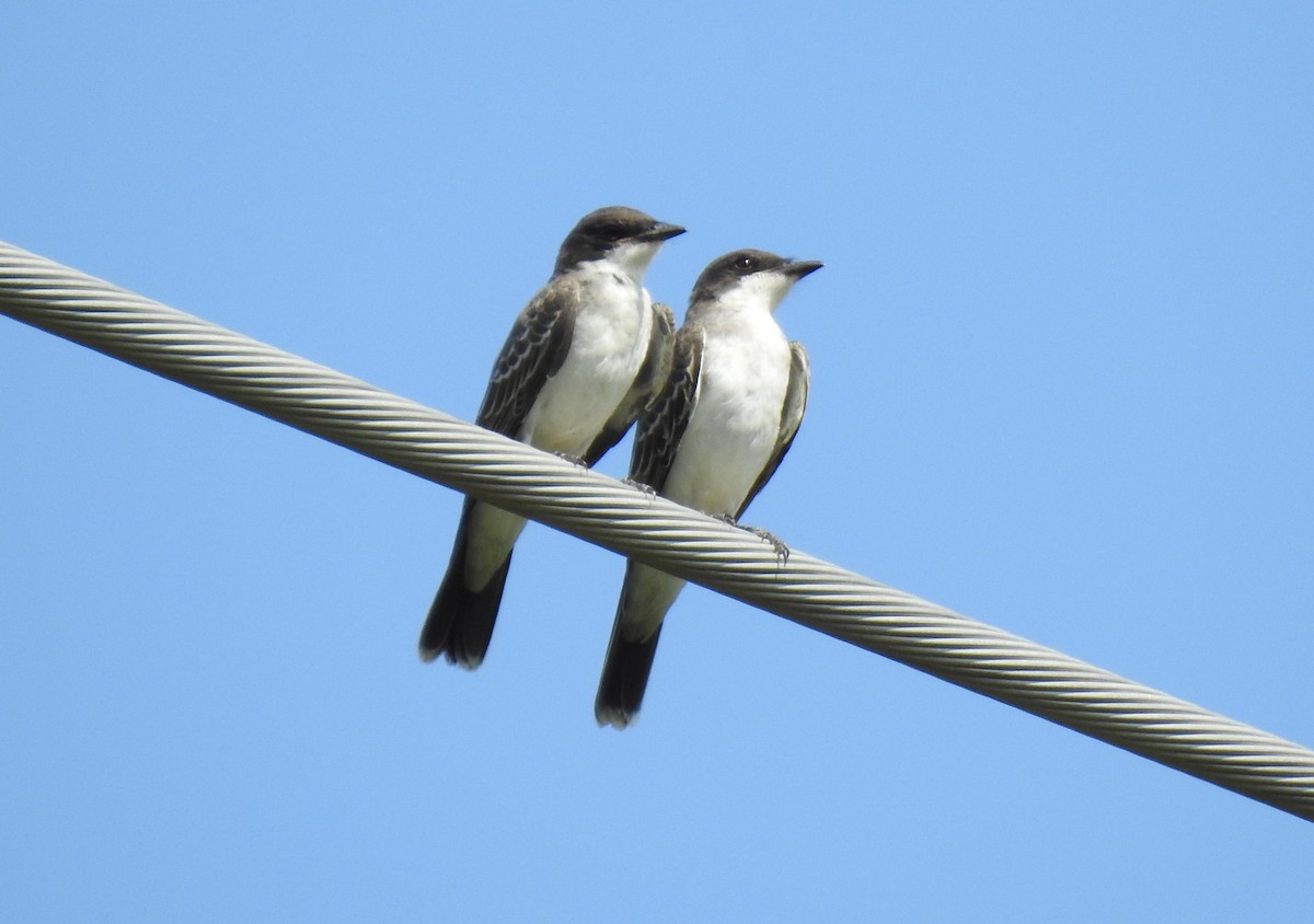 Eastern Kingbird - ML608654202