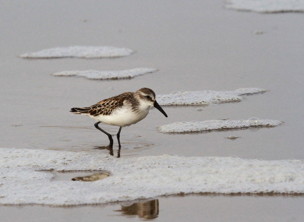 Western Sandpiper - ML608654213