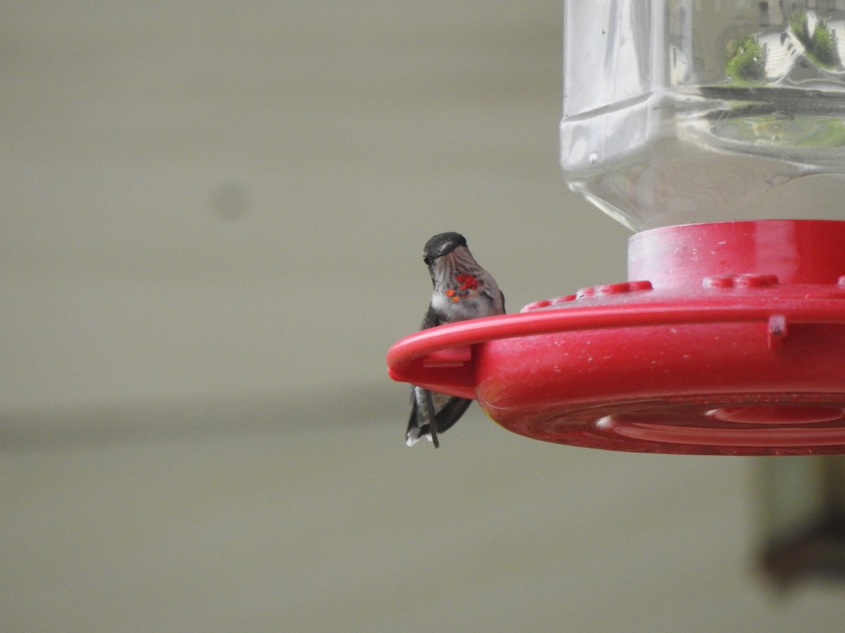 Ruby-throated Hummingbird - ML608654238