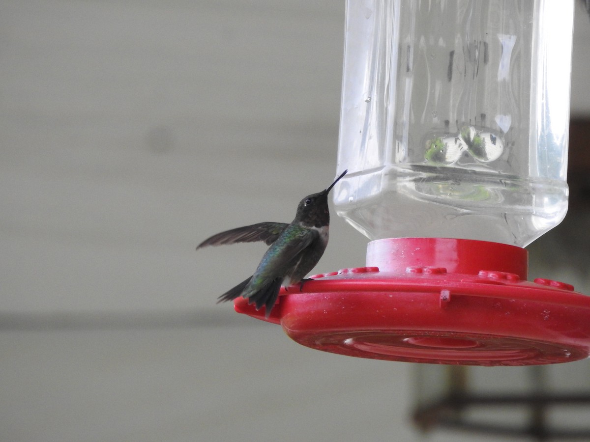 Ruby-throated Hummingbird - ML608654254