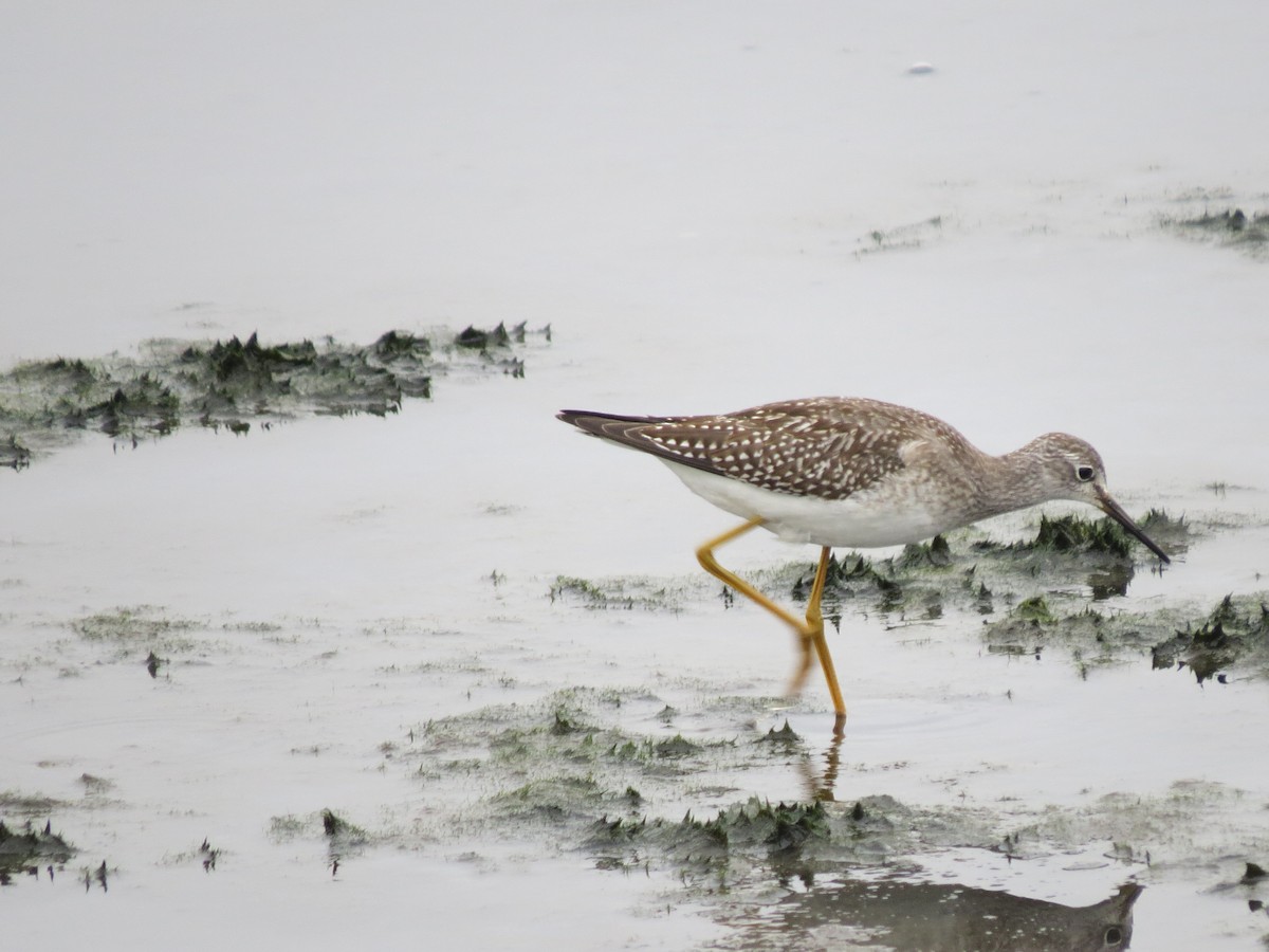 Lesser Yellowlegs - Jim Owens