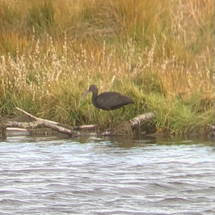 Glossy Ibis - ML608654274