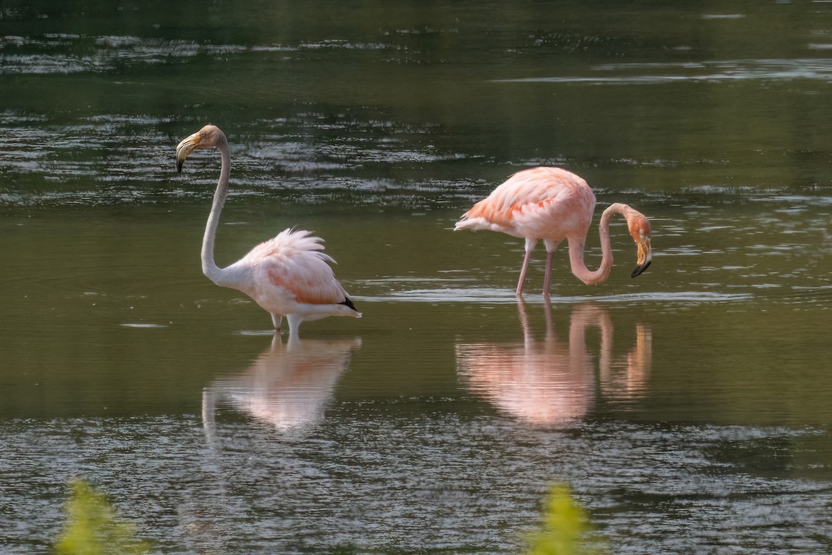 American Flamingo - ML608654370