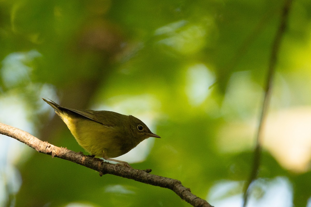 Connecticut Warbler - Josh Engel