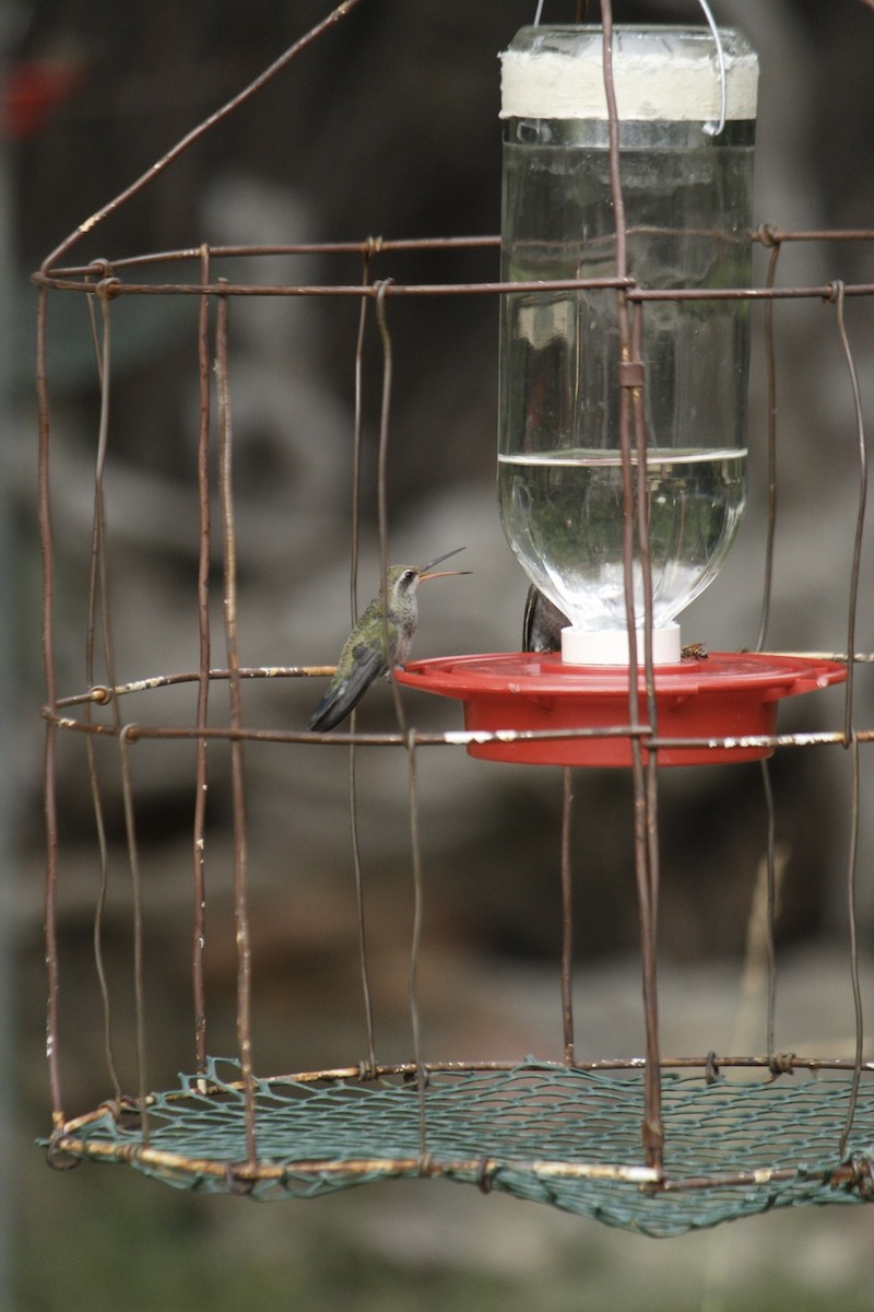 Broad-billed Hummingbird - Aranza Escalante Vega