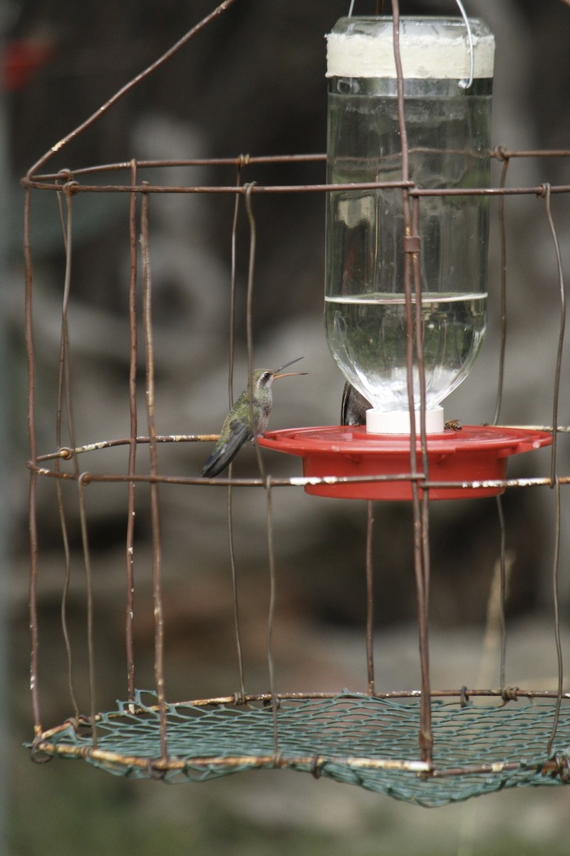 Colibrí Piquiancho Común - ML608654437